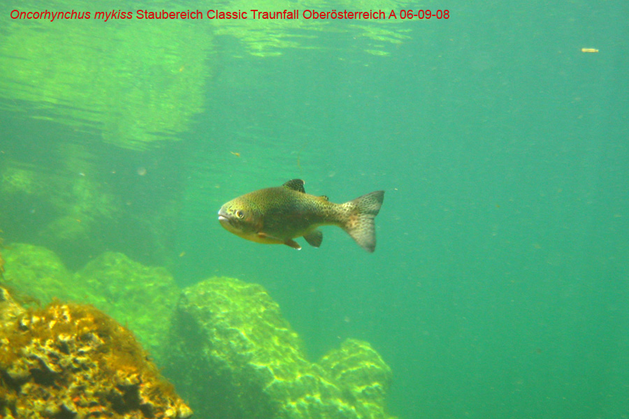 Immersione in fiume austriaco